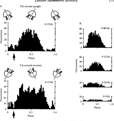 Fig. 9. Phase histograms of the myographic activity of the M10 medial bundle in theleft swimmeret in response to 10 cycles of sinusoidal body tilts of ±45° around the up-