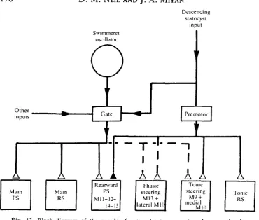 Fig. 13. Block diagram of the possible functional interconnections between the de-scending statocyst input and the swimmeret central pattern generator which together
