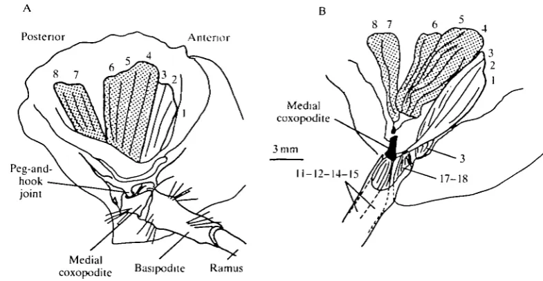 Fig. 1. (A) Left (N =to show the peg-and-hook joint of the medial coxopodite with the sternal rib, thebasipodite and the rami