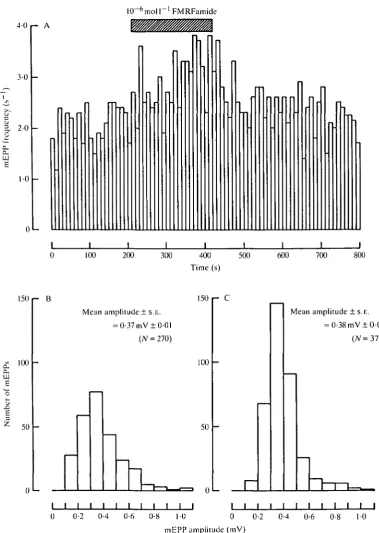 Fig. 4. Effect of 10 6of neurotransmitter from the terminals of the SETi motor neurone to a slow distalfibre of the extensor-tibiae muscle