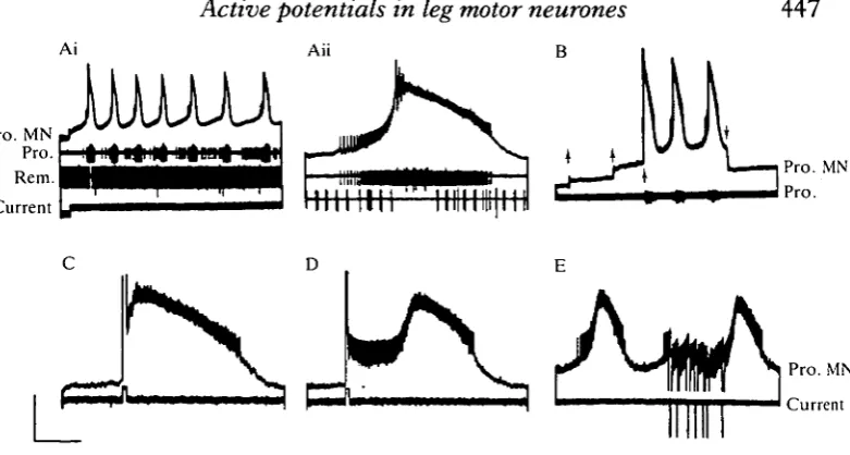 Fig. 1. Slow active potentials in a promotor MN (Pro. MN, top trace throughout).(Ai) Endogenous membrane potential oscillations and bursting following injection ofa small (<2nA) steady depolarizing current through the recording electrode
