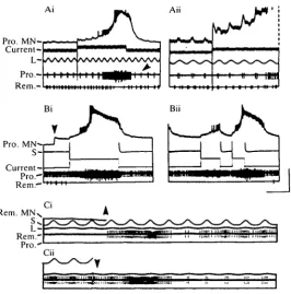 Fig. 2. Synaptic inputs from the afferent neurones of the TCMRO interact with activepotentials and bursts in a promotor (A,B; same cell as in Fig