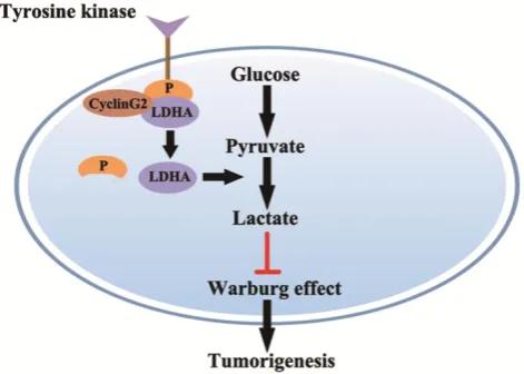 Figure 6. Model for cyclin G2 inhibiting the Warburg effect by suppressing LDHA phosphorylation resulting reduced tumorigenesis
