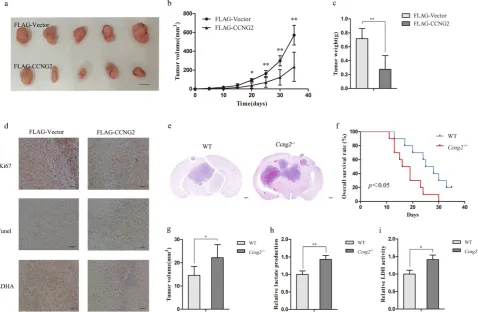 Figure 5. Cyclin G2 inhibits tumour growth in mouse xenograft and orthotopic glioma models