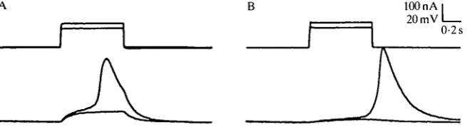 Fig. 2. Ionic dependence of the active response in prothoracic gland cells. (A) In normalsaline, a spike was elicited by the injection of 135 nA into a nearby cell