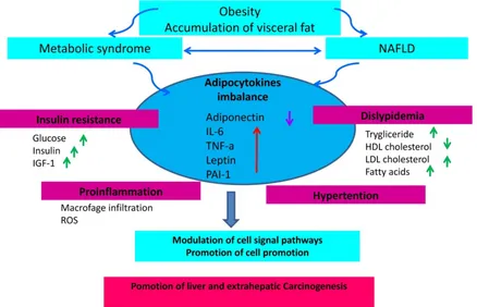 Figure 3. The state of chronic low-grade inflammation due to obesity and the presence of NAFLD leads to the emergence of a micro-environment favorable to the development of cancer and the onset of insulin resistance due to activation of the axis that regul