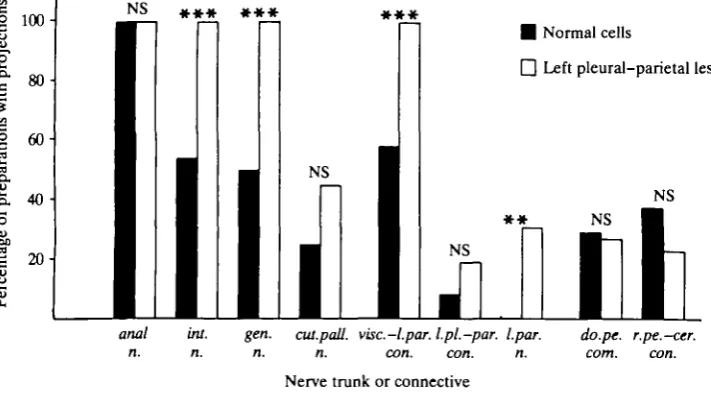 Fig. 2. Histogram comparing the percentage of preparations with giant pedalinterneurone (RPeDl) fibres in nerves and connectives in normal and lesioned snails.