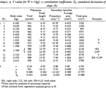 Table 2. A. Measurements of gill parameters for 13 specimens of Scyliorhinusstellaris, Bouin-fixed and stored in 50 % ethanol