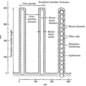 Fig. 2. Section through two adjacent secondary lamellae to show the anatomicalstructures (right) and simplified geometric model parameters (centre and left)