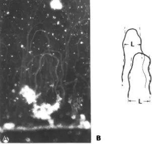Fig. 1. (A) Dark field image from optical microscopy of the trajectories of variousmagnetotactic microorganisms (number 5 in Table 1)