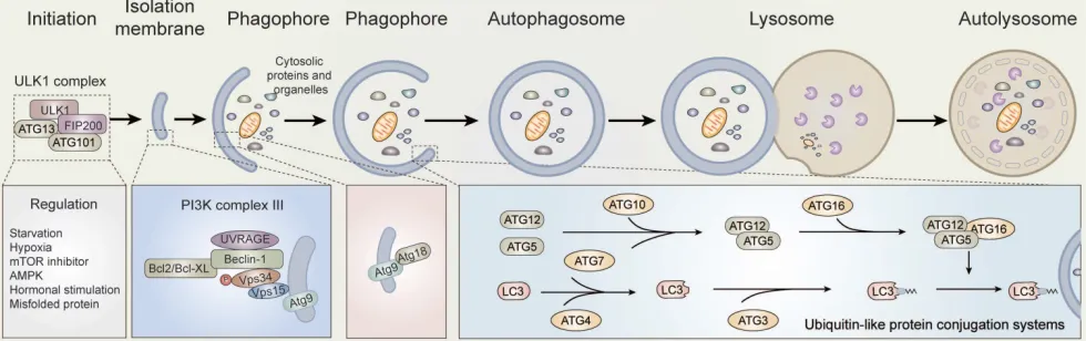 Figure 1. Overview of autophagy. Schematic depicting the main autophagic pathways. Briefly, a series of factors including nutrient depletion and growth factor deprivation induce autophagy