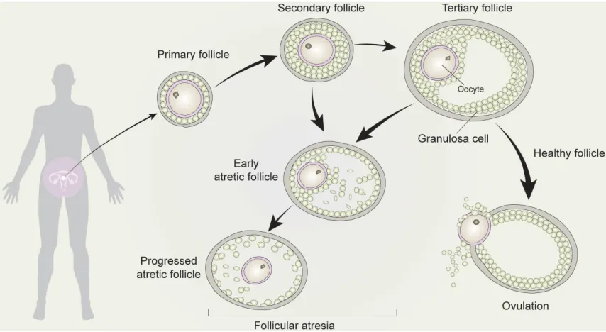 Figure 4. Development and atresia of follicles in mammalian ovaries. Schematic depicting follicle development and atresia in mammalian ovaries