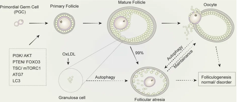 Figure 5. The regulation of autophagy in follicular development and atresia. The development of mammalian follicles involves several steps, from the primordial germ induction of autophagy in granulosa cells leads to follicular atresia