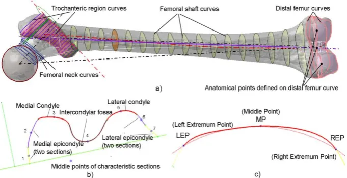 Fig. 4. Creation of anatomical points model a) B-spline curves created on the femur polygonal model, b) Seven sections of the first basic spline curve, c) First basic spline curve sections and its interpolation 