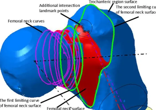 Fig. 5. Additional landmark points defined on femoral neck surface model