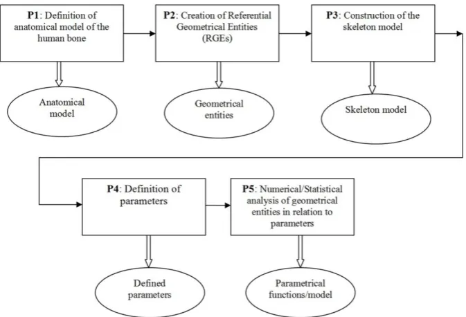 Fig. 3. The procedures of anatomical-morphological boundaries method. The results of each procedure application are presented below (certain type of model, parameter, function, etc.)