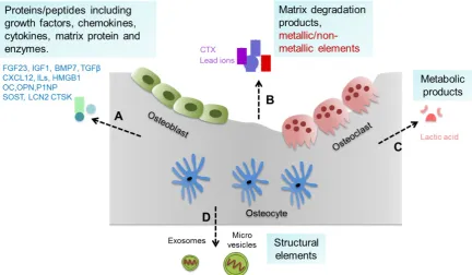 Figure 1. Bone-derived factors (BDFs) from bone. Bone tissue and cells can generate a variety of substances