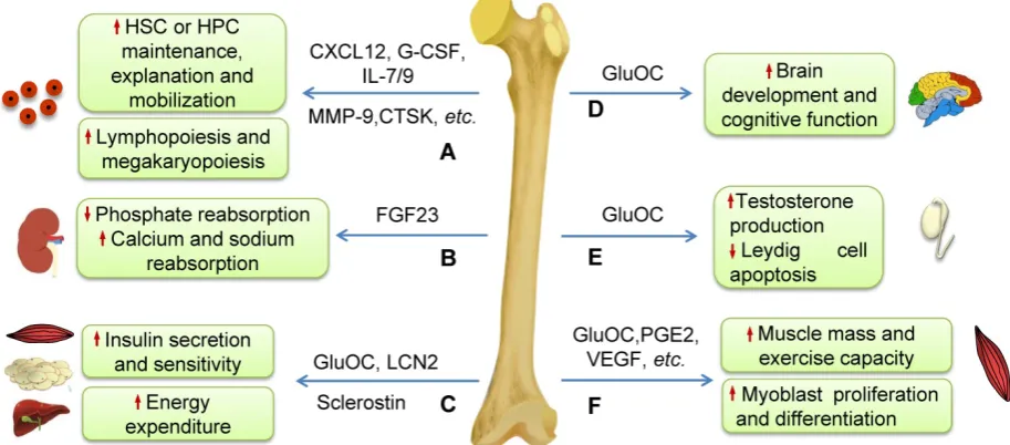 Figure 2. Schematic diagram illustrating the effects of some molecules generated by bone on systemic homeostasis