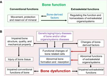 Figure 3. Bone function and hypothesis of bone dysfunction. (A) Bone function includes conventional functions (such as movement, protection and reserve of minerals) and extraskeletal functions (regulation of the function and homeostasis of extraskeletal or