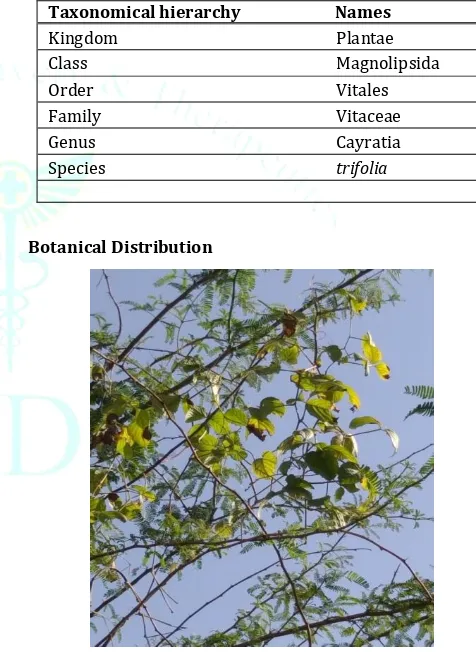 Table 1: Vernacular names of Cayratia trifolia. 