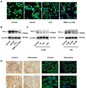 Figure 4. Nitroxoline suppresses PD-L1 expression in RM9-Luc-PSA cells and tumor tissue.points and concentrations