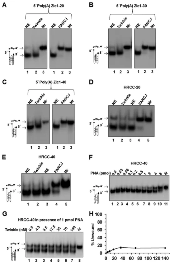 FIGURE 8. Twinkle inefficiently unwinds unimolecular G4 DNA substrates. Helicase reactions (20 ␮l) were performed at 30 °C for 30 min under standard helicase conditions in the presence of complementary PNA-oligonucleotide as described under “Experimental P