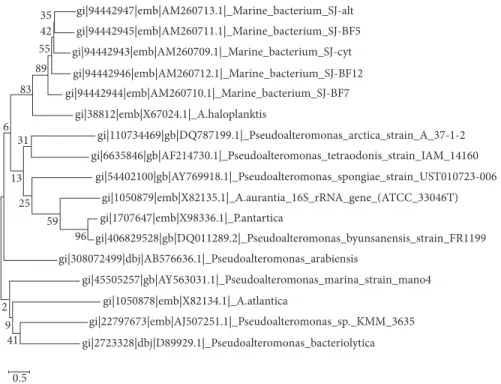 Figure 5: Evolutionary relationships amongst the evaluated marine bacteria (sequences AM260709–AM260713) showing three lineages and the differentiation of the distinct strains.