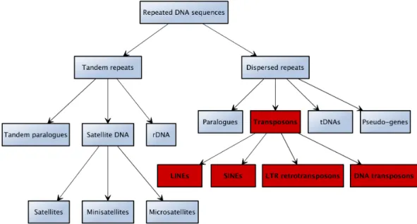 Figure 2.1: Repeated DNA sequences in eukaryotic genomes, adapted from [119]. Transposons are marked in red.