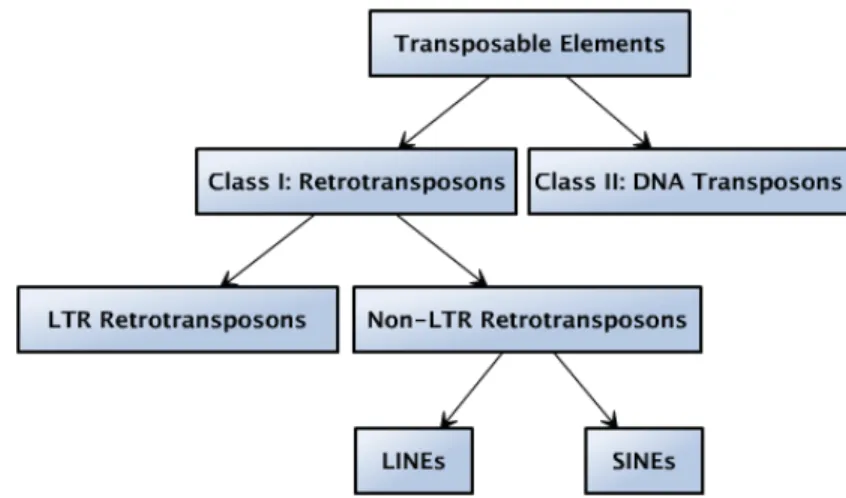 Figure 2.4: The classification of transposable elements can be represented as a tree.