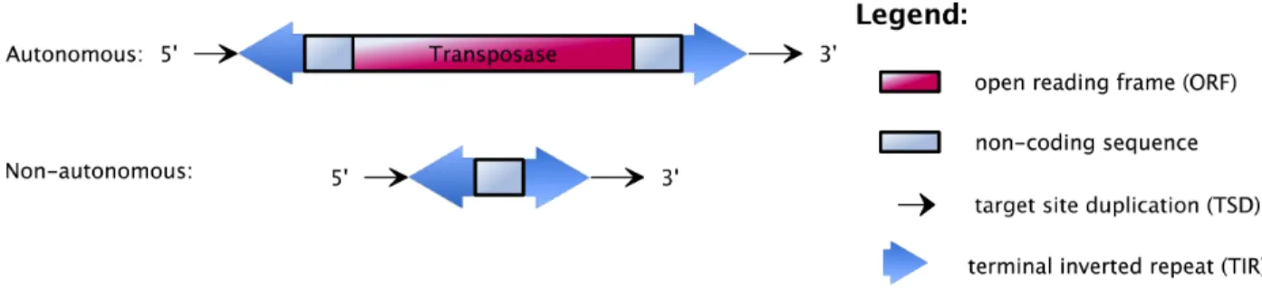 Figure 2.5: Structural features of DNA transposons, which may contain both autonomous and non- non-autonomous elements.