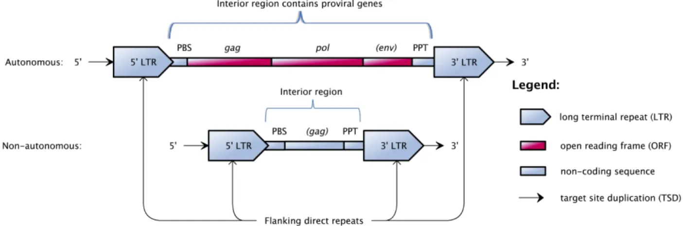 Figure 2.6: Structural features of the autonomous and non-autonomous LTR retrotransposons (the genes in parentheses are optional).