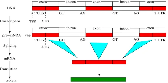 Figure 1.2: Illustration of main stages of gene expressions
