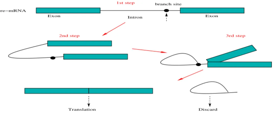 Figure 1.3: Illustration of the splicing process