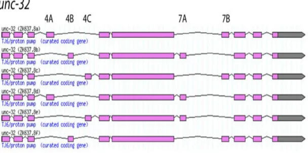 Figure 1.4: Example of alternatively spliced genes in C. elegans. Illustration of unc-32 in C