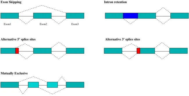 Figure 1.5: Illustration of five kinds of alternative splicing patterns. Lower-level dash lines connect exons, forming constitutively spliced isoforms, while upper-level dash lines connect exons alternatively, making an alternative spliced isoforms