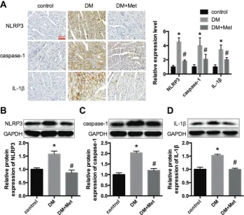 Figure 2. NLRP3, caspase-1 and IL-1β expression levels in vivo. (A) Immunohistochemistry analysis was performed to detect the expression of NLRP3, caspase-1 and IL-1β
