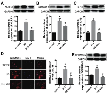 Figure 4. Metformin activates mitochondrial complex I/p-AMPK expression. (A) The activity of mitochondrial complex I was detected in cardiomyocytes