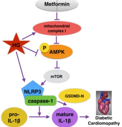 Figure 8. Graphical abstract of how metformin inhibits the NLRP3 pathway via AMPK/mTOR-dependent effects in DCM