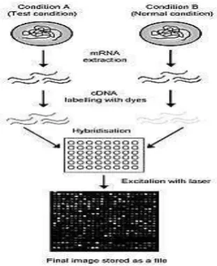 Figure 1. Sample DNA Microarray data 