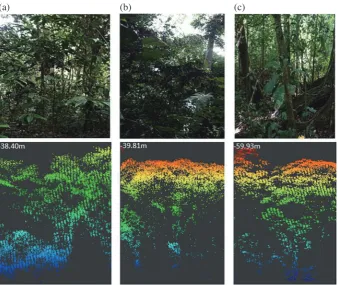 Fig. 2. The LiDAR point clouds of selected plots. (a) Plot DV20 (maximum canopy height: 38.4 m, AGB: 215.54 t ha-1); (b) Plot DV05 (maximum canopy height: 39.81 m, AGB: 316.31 t ha-1); (c) Plot DV305 (maximum canopy height: 59.93 m, AGB: 757.56 t ha-1)