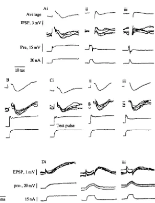 Fig. 6. and EPSPs mediated by short depolarizing pulses injected into the presynapticwhich was injected presynaptically