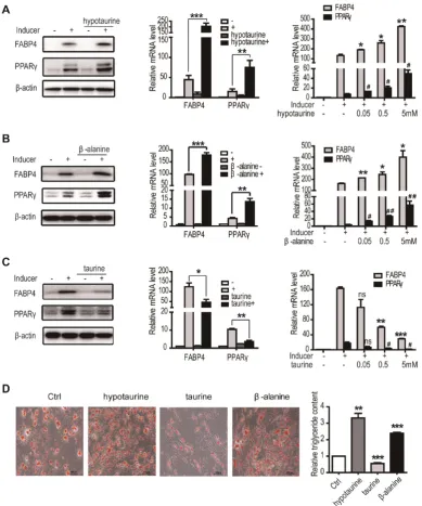 Figure 3. Hypotaurine and βhypotaurine(5mM), absence of *p or or without adipogenic inducer and taurine for 3 days and cells were harvested for western blot and RT-PCR (n=3, -alanine promoted the adipogenic differentiation of hASCs, while taurine inhibited