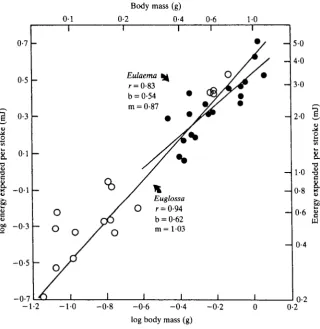 Fig. 4. The relationship of energy expenditure per wing strokestroke frequency) to body (obtained as energy metabolism/wing mass; m = slope, b = y intercept, r = correlation coefficient