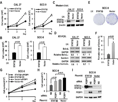 Figure 5. STAT3β inhibits the proliferation of OSCC cells and the expression of Bcl-xL and survivin