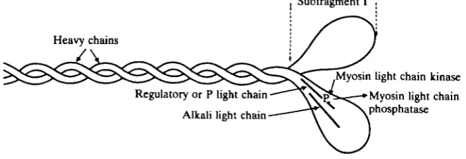 Table 1. Myofibrillar proteins that exist as isoforms