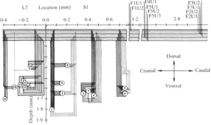 Fig. 3. Wiring diagram of direct, functional connections between 11 la and spindle group II fibres ofthe medial gastrocnemius (MG) muscle and IS of its motoneurones, as established by spike-triggered