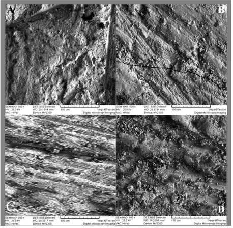 Fig. 6: SEM topography microphotographs (×500 magnification), (A) Al2O3 air abrasion, (B) CO2 laser irradiation, (C) Er:YAG laser irradiation, (D) Control group