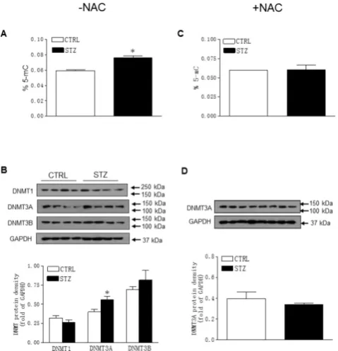 Figure 7. Effect of GDM on the global DNA methylation and DNA methyltransferase (DNMT) protein expression in male offspring