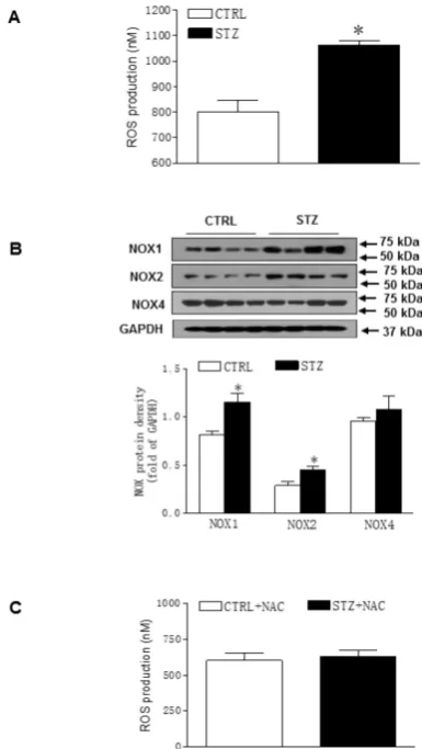Figure 4. Effect of GDM on the ROS level in offspring. Heart tissues were isolated from male offspring