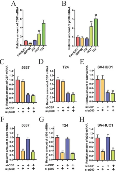 Figure 1. The relative expression of CBP and p300 mRNA in bladder cancer cell lines and SV-40 transformed human uroepithelial (SV-HUC1) cell